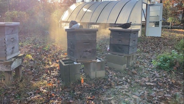 Three hives next to a high tunnel