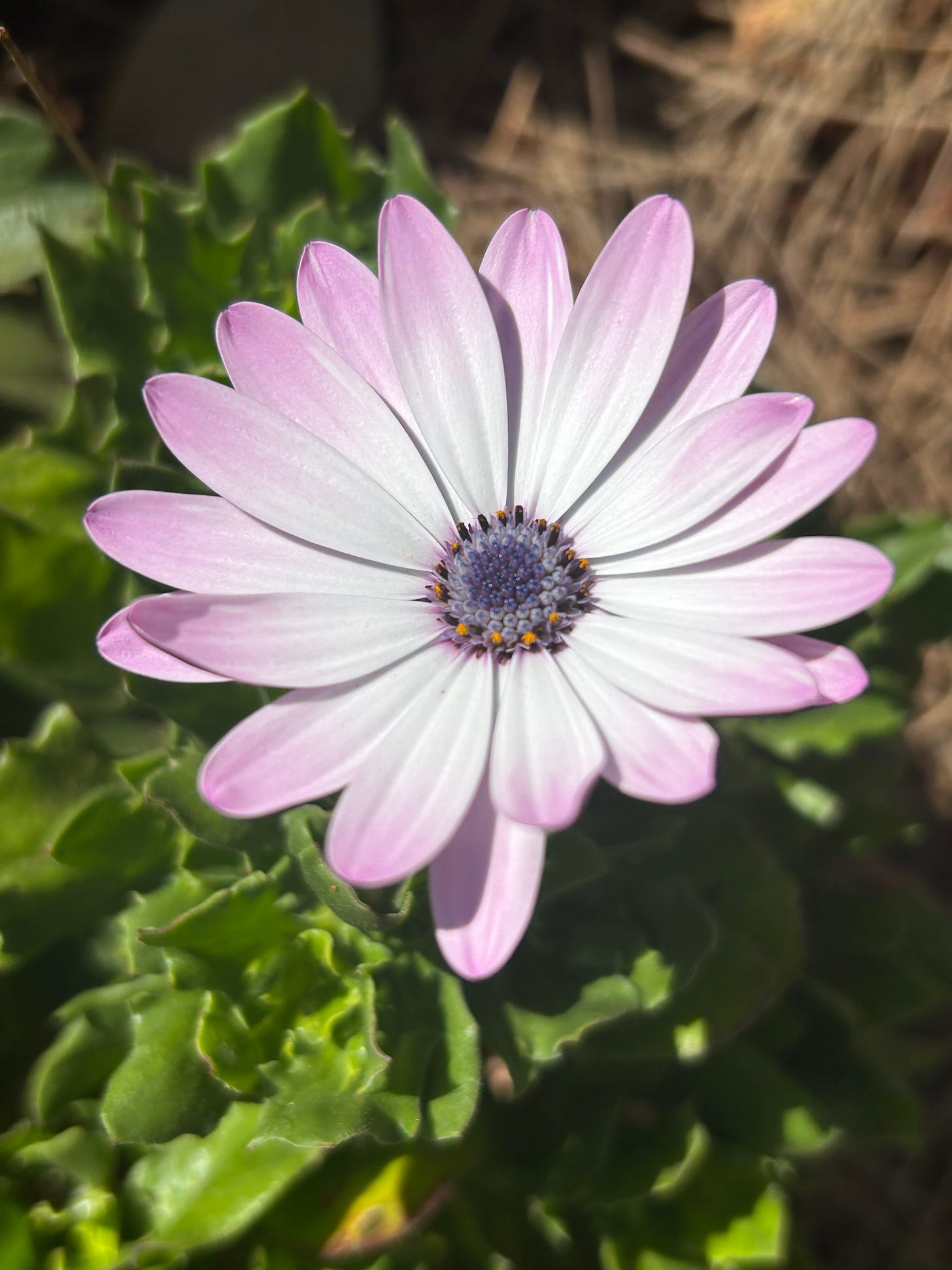 African Daisy, lavender at the edges moving to a very pale pink toward the center, with a purple pollen center