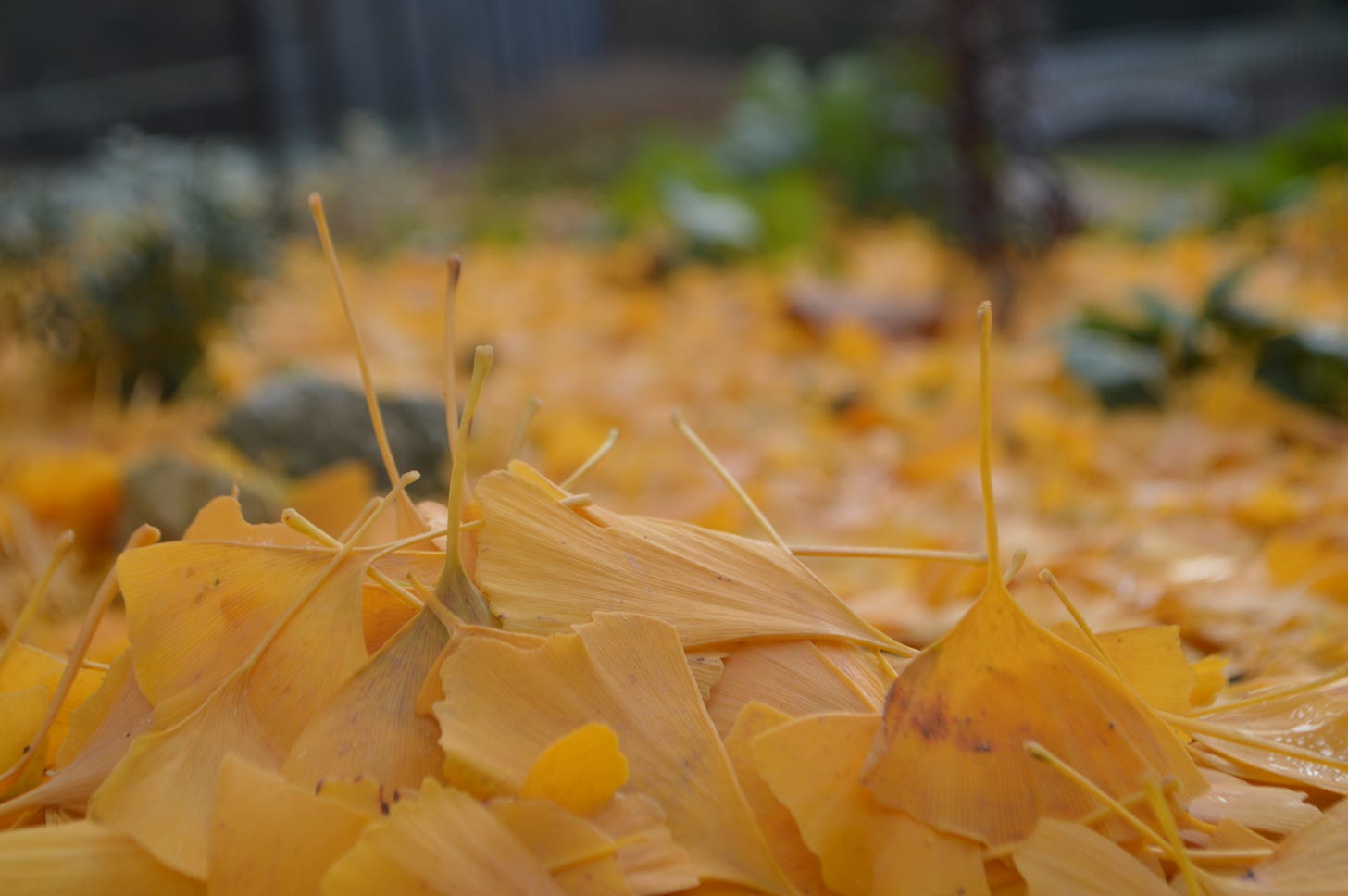 A bunch of ginkgo leaves fallen on the ground and yellowing. They do this as the temperature drops, all in one go.