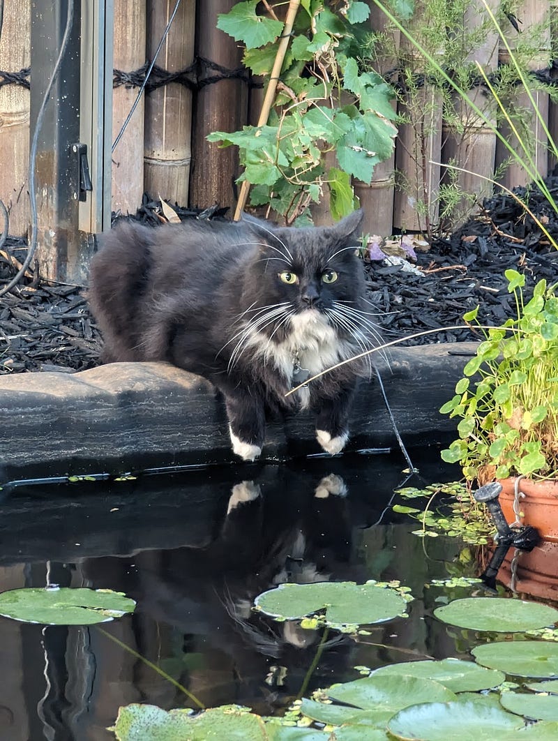 Tuxedo cat with its paws over the edge of a pond looking directly at the camera.