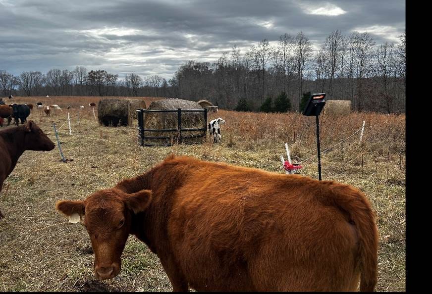 A group of cows in a field AI-generated content may be incorrect.