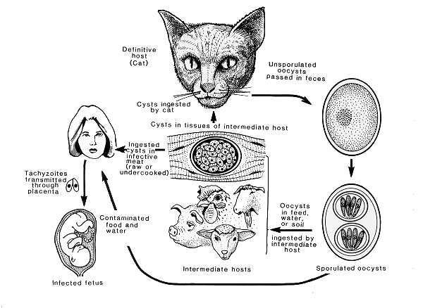 Toxoplasma gondii is a tiny parasite that infects about a quarter of the world's population ...