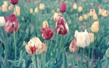 Tulip Breaking Virus - an overview | ScienceDirect Topics