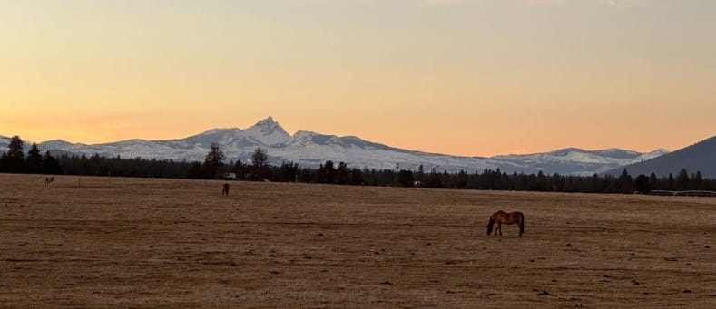 Horses in meadow near snowy mountains