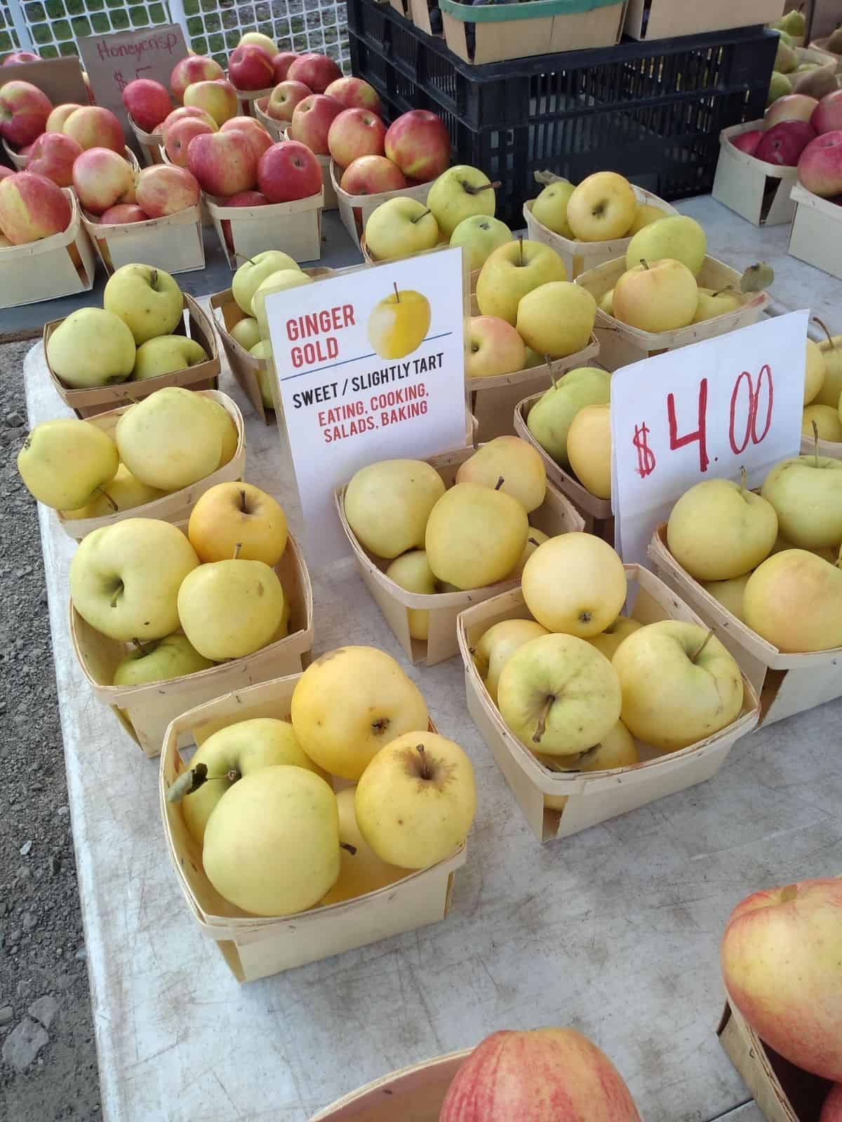 A farmers market display of Ginger Gold apples.