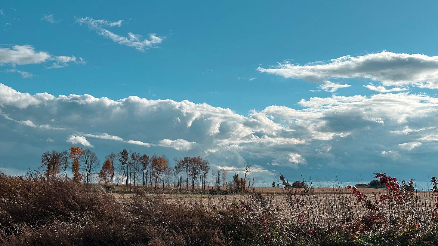 A fallow field with a stand of trees on a sunny autumn day with dramatic clouds