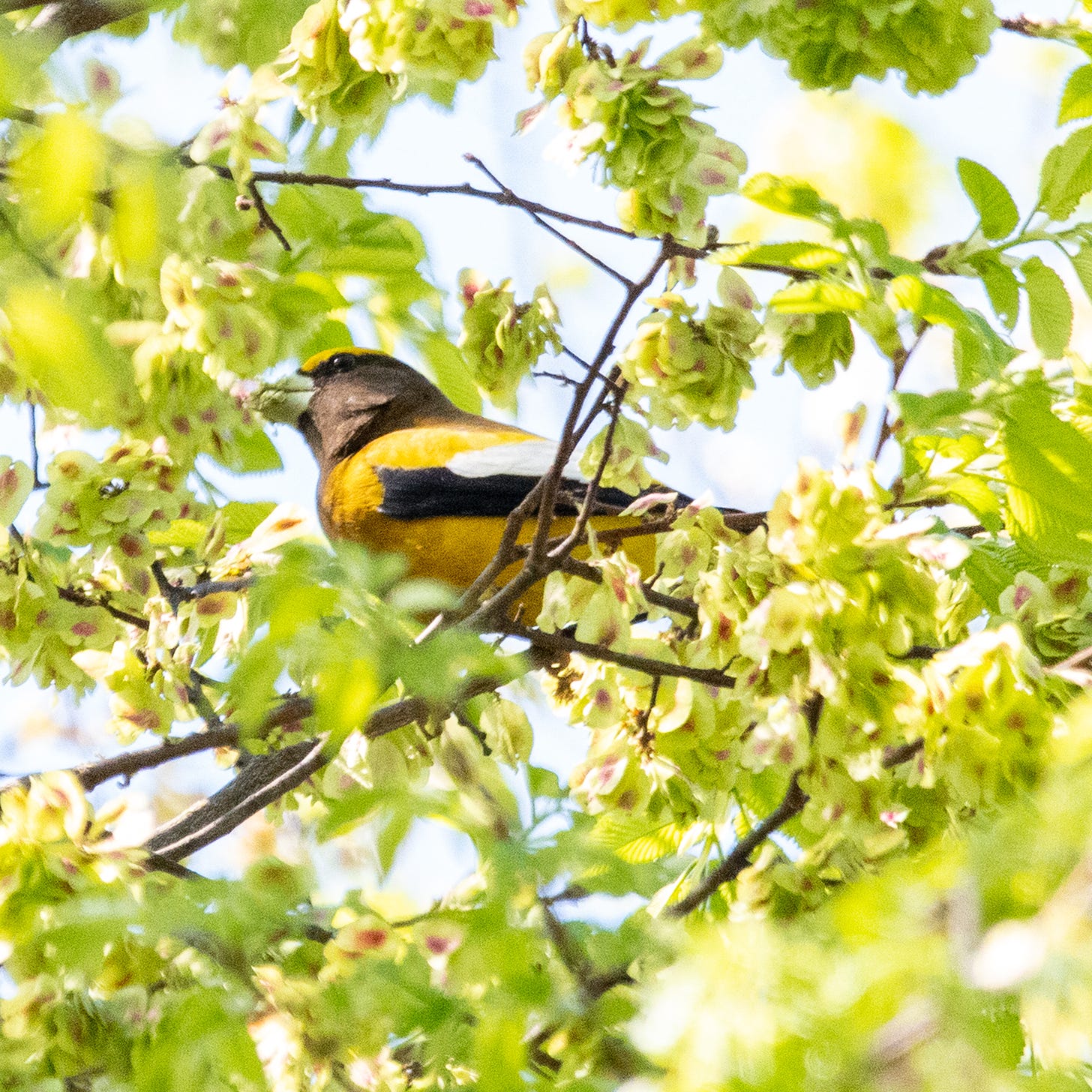 A male evening grosbeak, with a thick yellow eyebrow, q mint green beak, and a black stripe on his wings, is munching gluttonously on a slippery elm's early-ripening seeds, which are papery and green