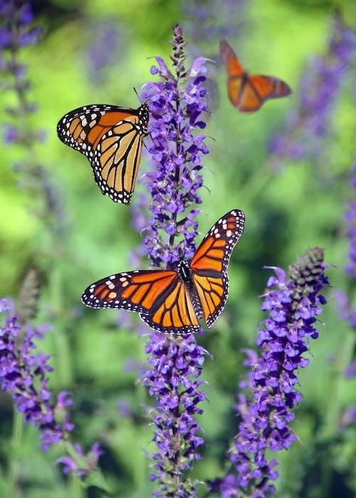 Butterflies pollinating by consuming #NatureMatters