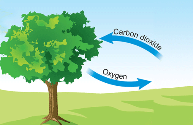 Do trees improve air quality?... If so how exactly?