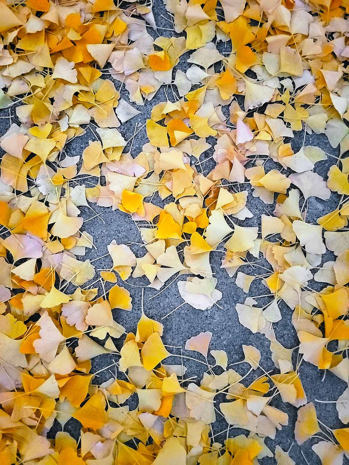 Gingko leaves in autumn.