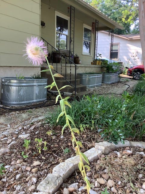 flower in front of house