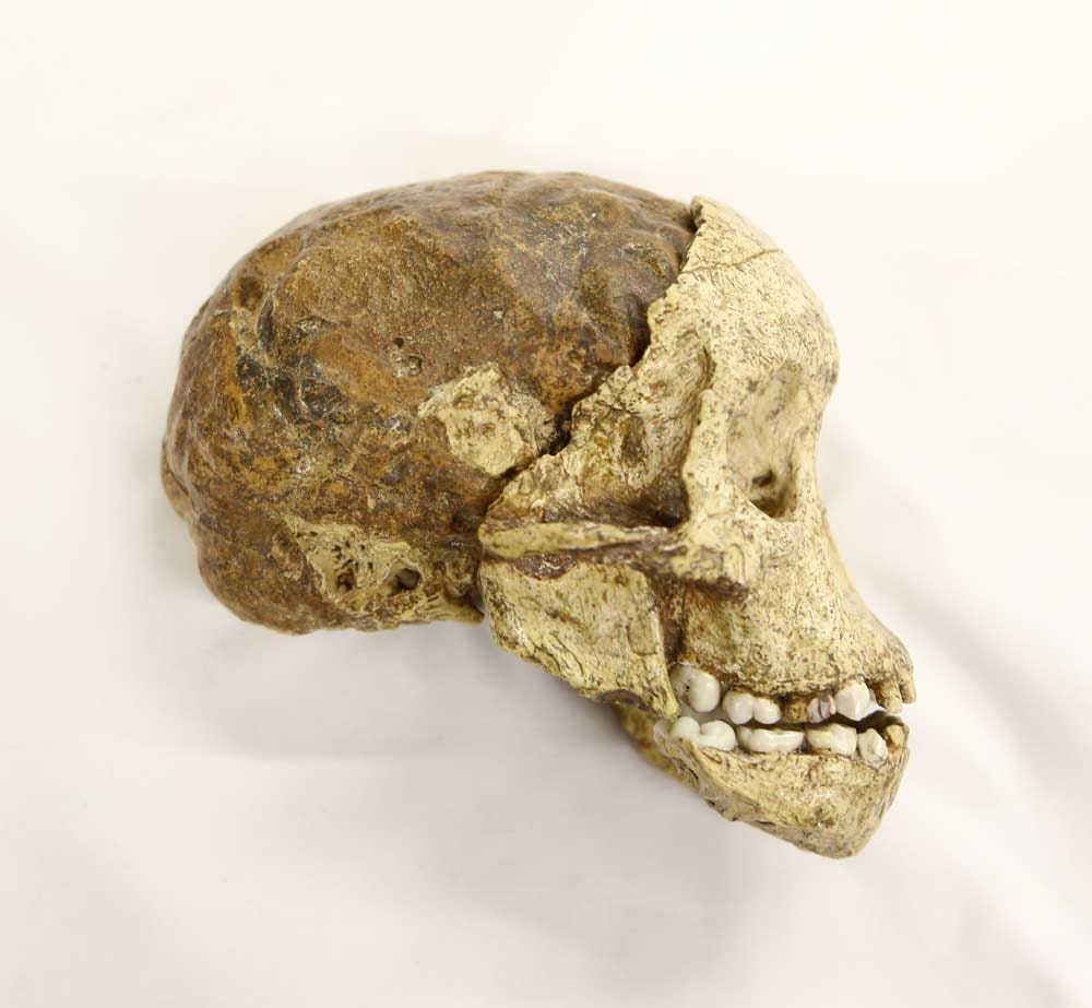 Taung fossil skull viewed from the right side.