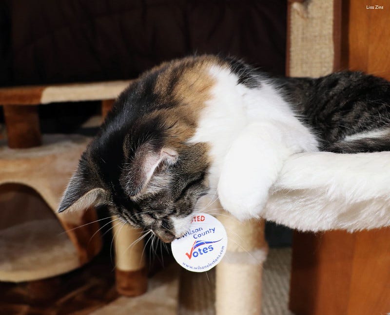 grey, tan, and white cat lying on top platform of a cat tree, playing with an 'I voted' sticker