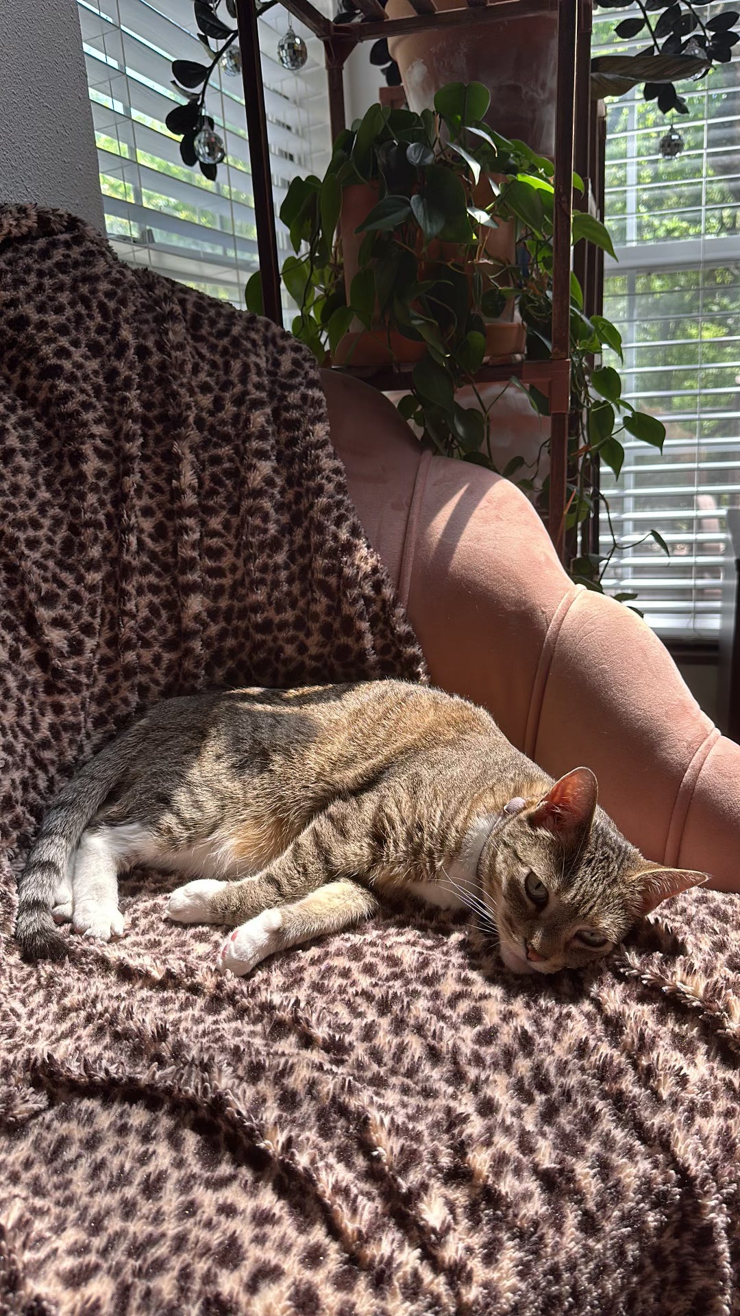 A tabby cat lies in a sun spot on a leopard blanket on a pink velvet chair.
