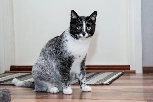 A salmiak cat, which is black and white with white speckles on the black bit.