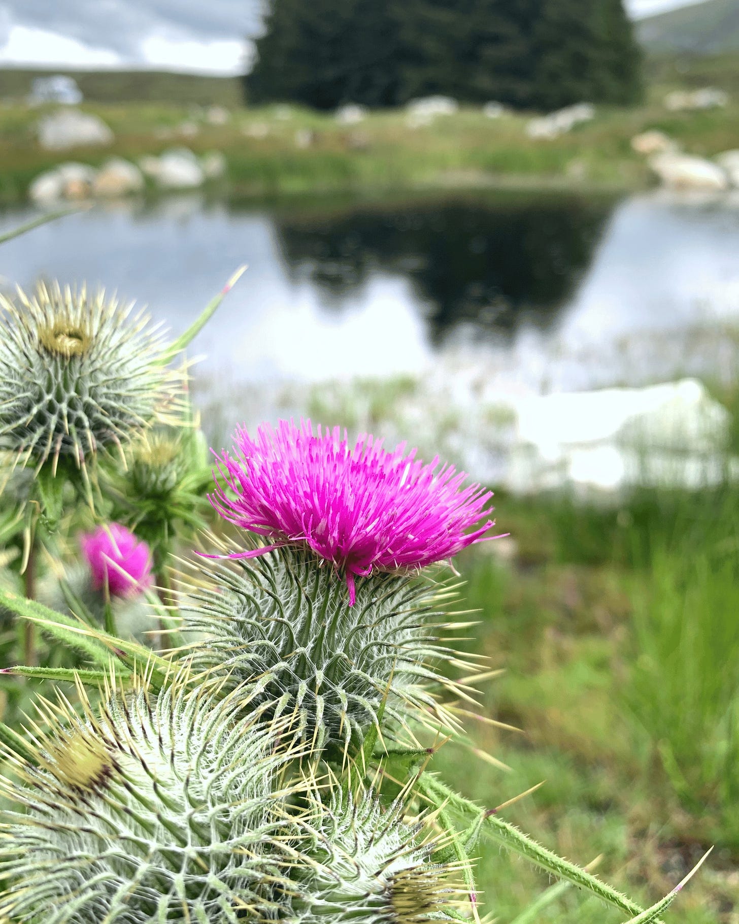 May be an image of teasel