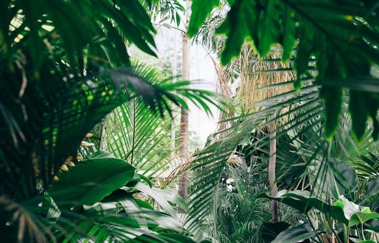 area covered with green leafed plants