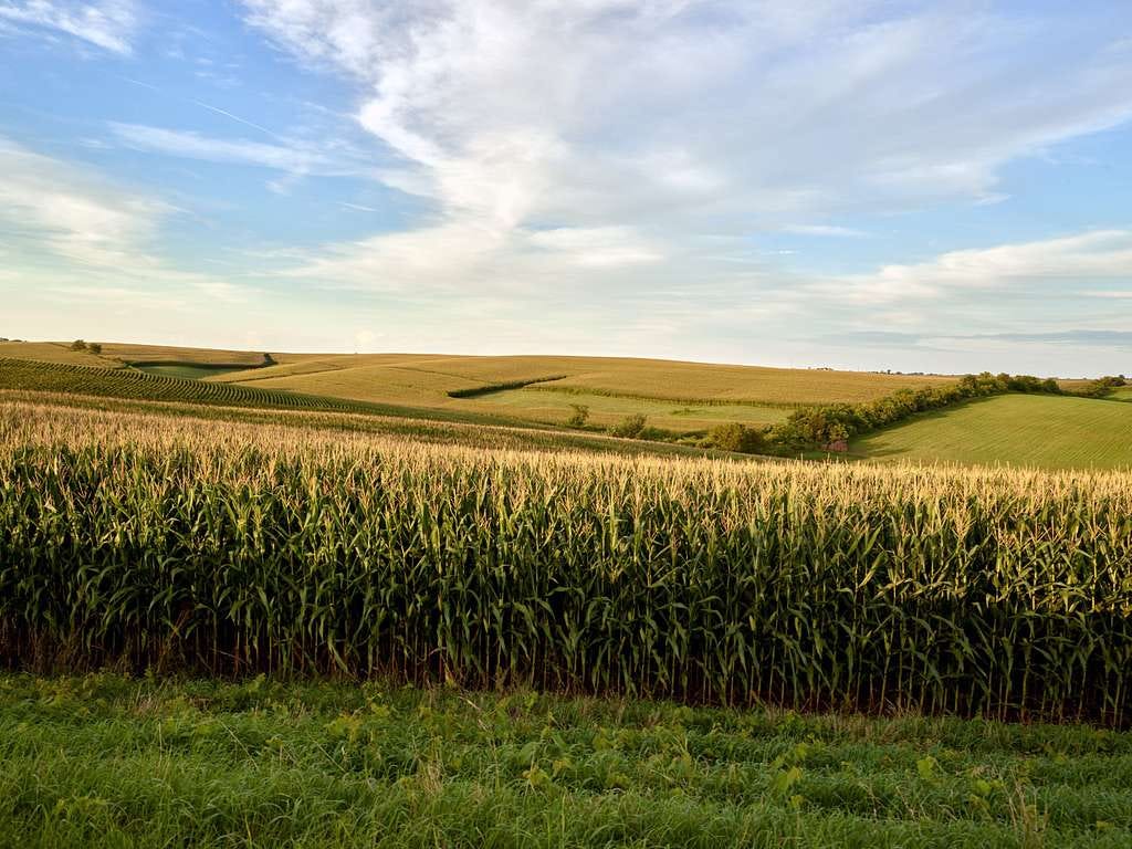 Sculpted cornfields in the rolling hills of Jones County in eastern Iowa -  PICRYL - Public Domain Media Search Engine Public Domain Search