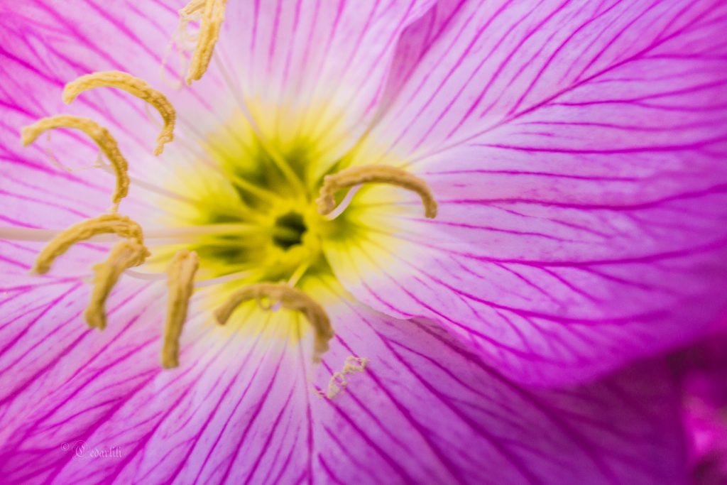 Oenothera