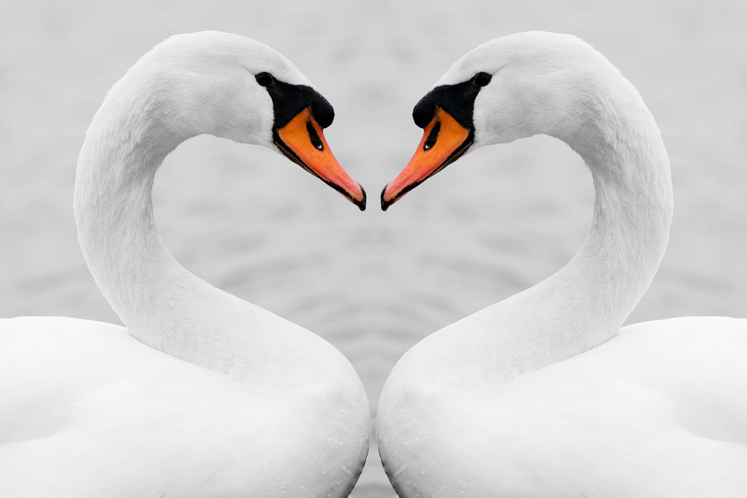 Two swans facing each other, in the shape of a love heart