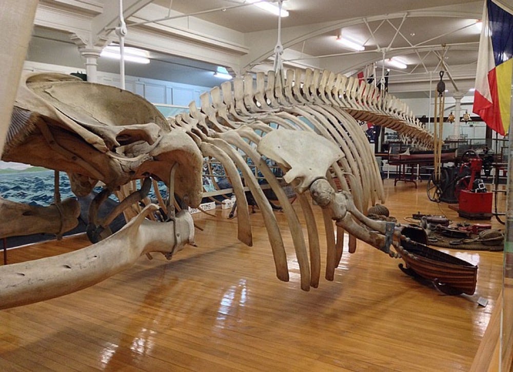 Large skeleton of a Fin Whale in a museum