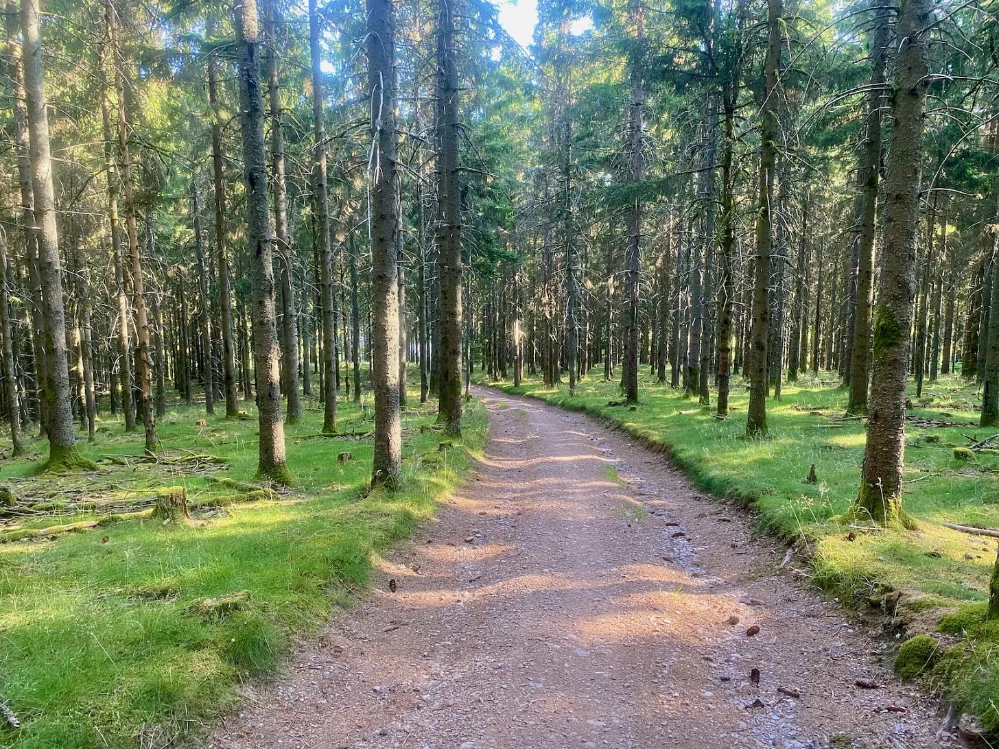 J2, en forêt J2, en forêt