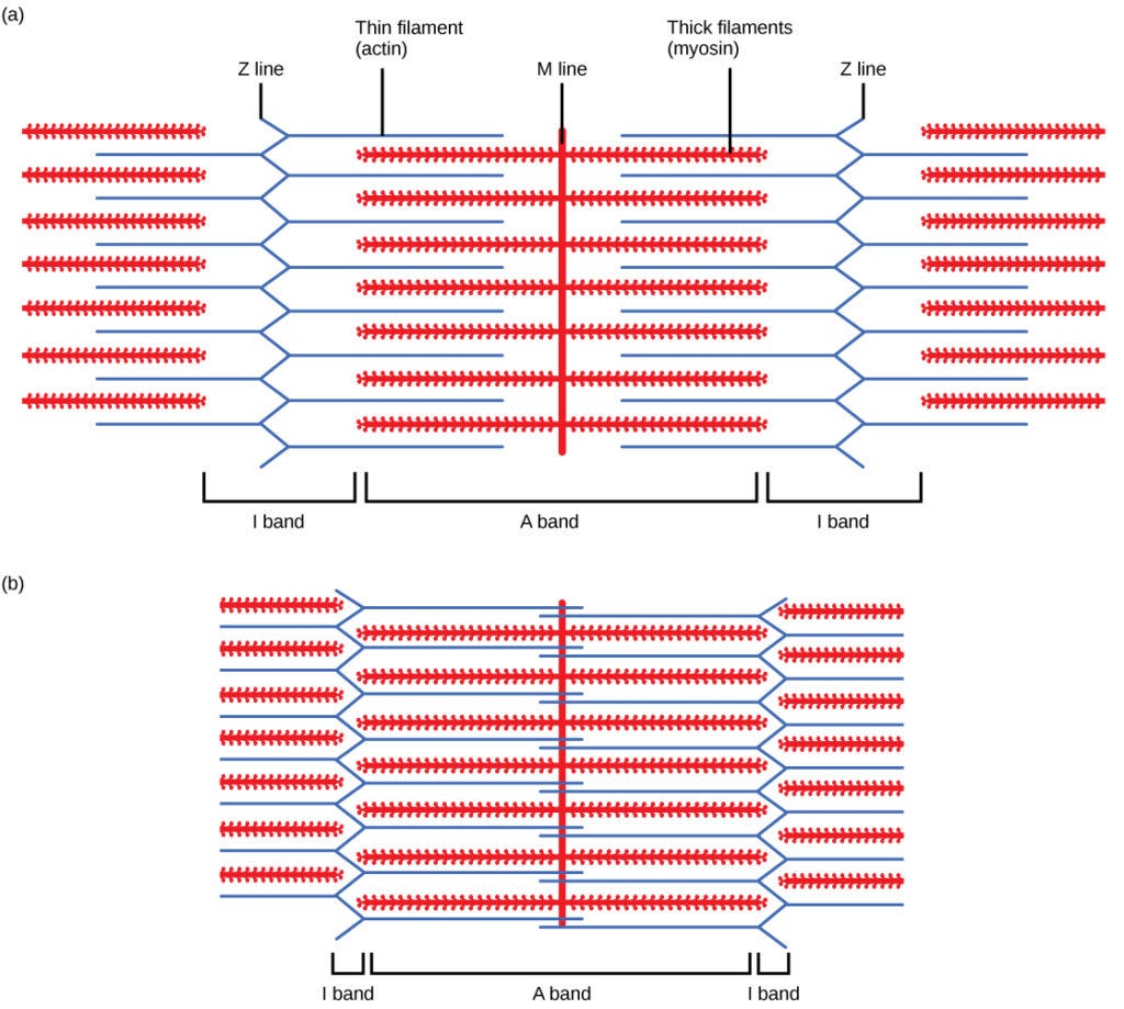 Sliding Filament Model of Contraction | Biology for Majors II