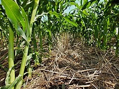 File:Corn in Residue with Healthy Soil (9314025147).jpg