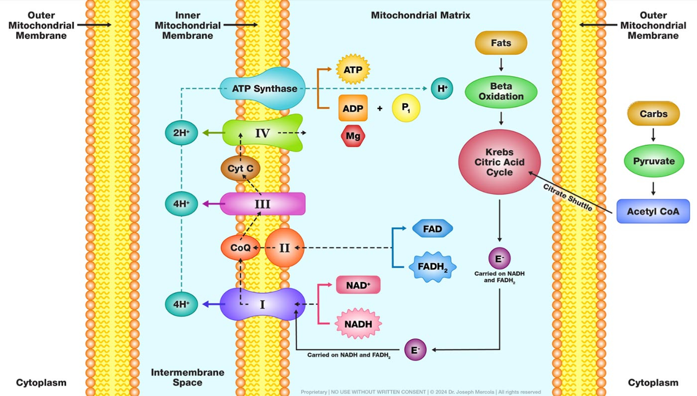 excess fat lowers nad+ illustratio