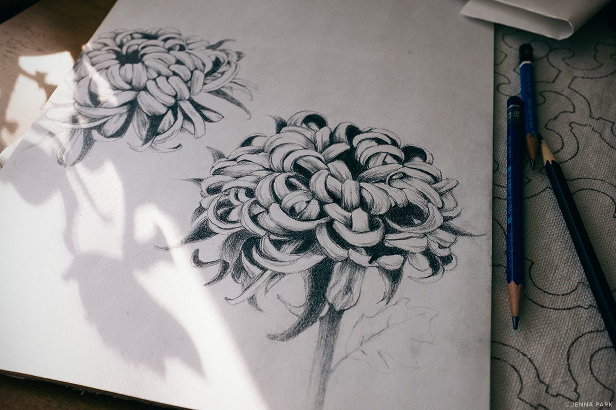chrysanthemum drawing chrysanthemum drawing
