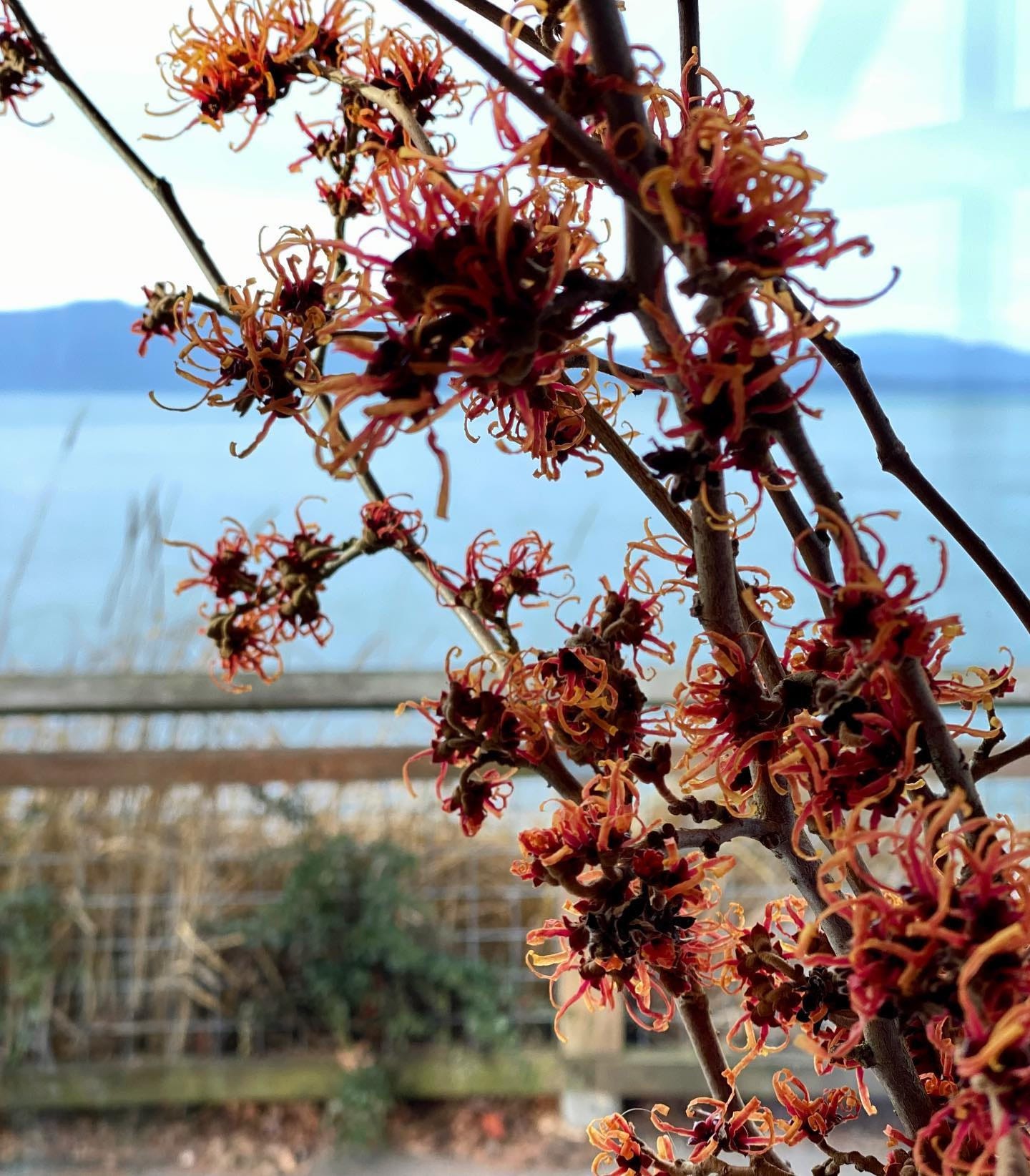 Bouquet of witch hazel