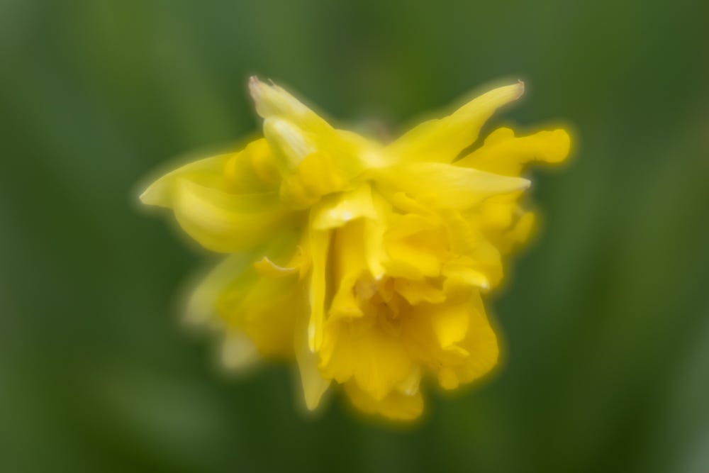 soft focus daffodil, bright yellow form on spring green background