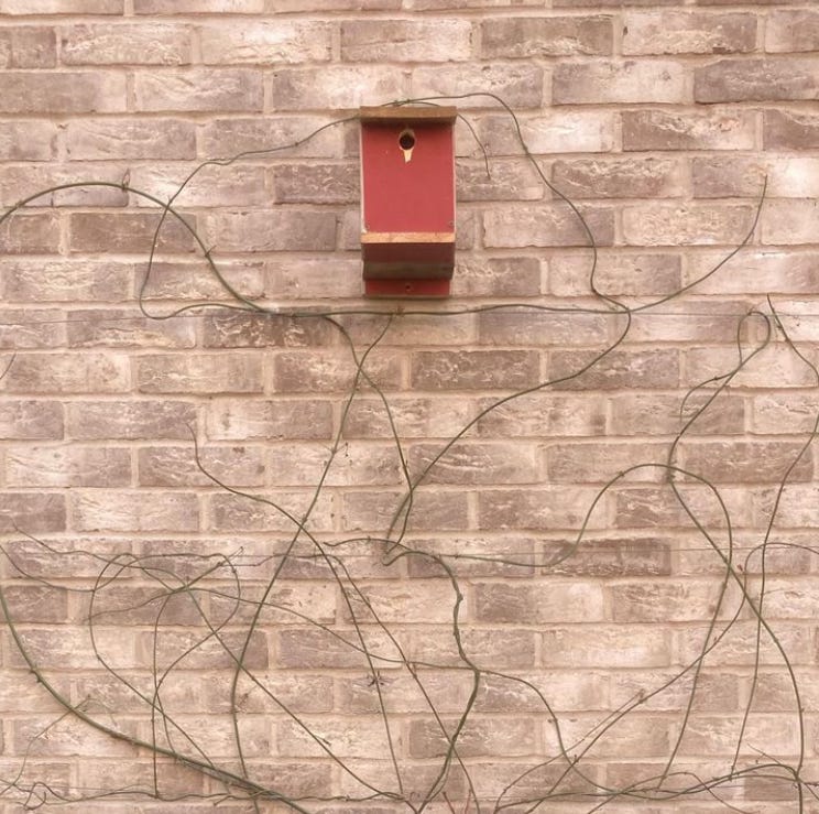 A brick wall, relatively new, with a crudely painted red birdbox positioned about 3/4 of the way up.  A few dead looking stems of jasmine, denuded by winter, crawl idly around and beneath it.