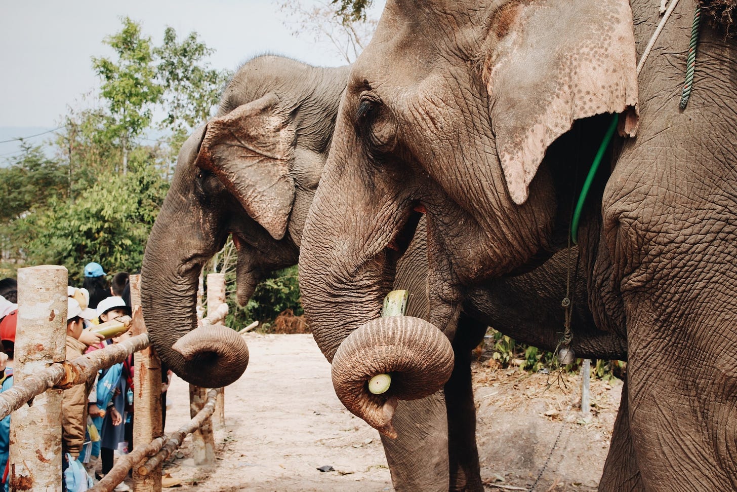 Visitors greeting elephants at a zoo