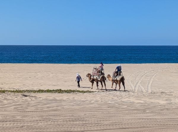 two camels on a pristine beach, carrying tourists on a ride along the water's edge