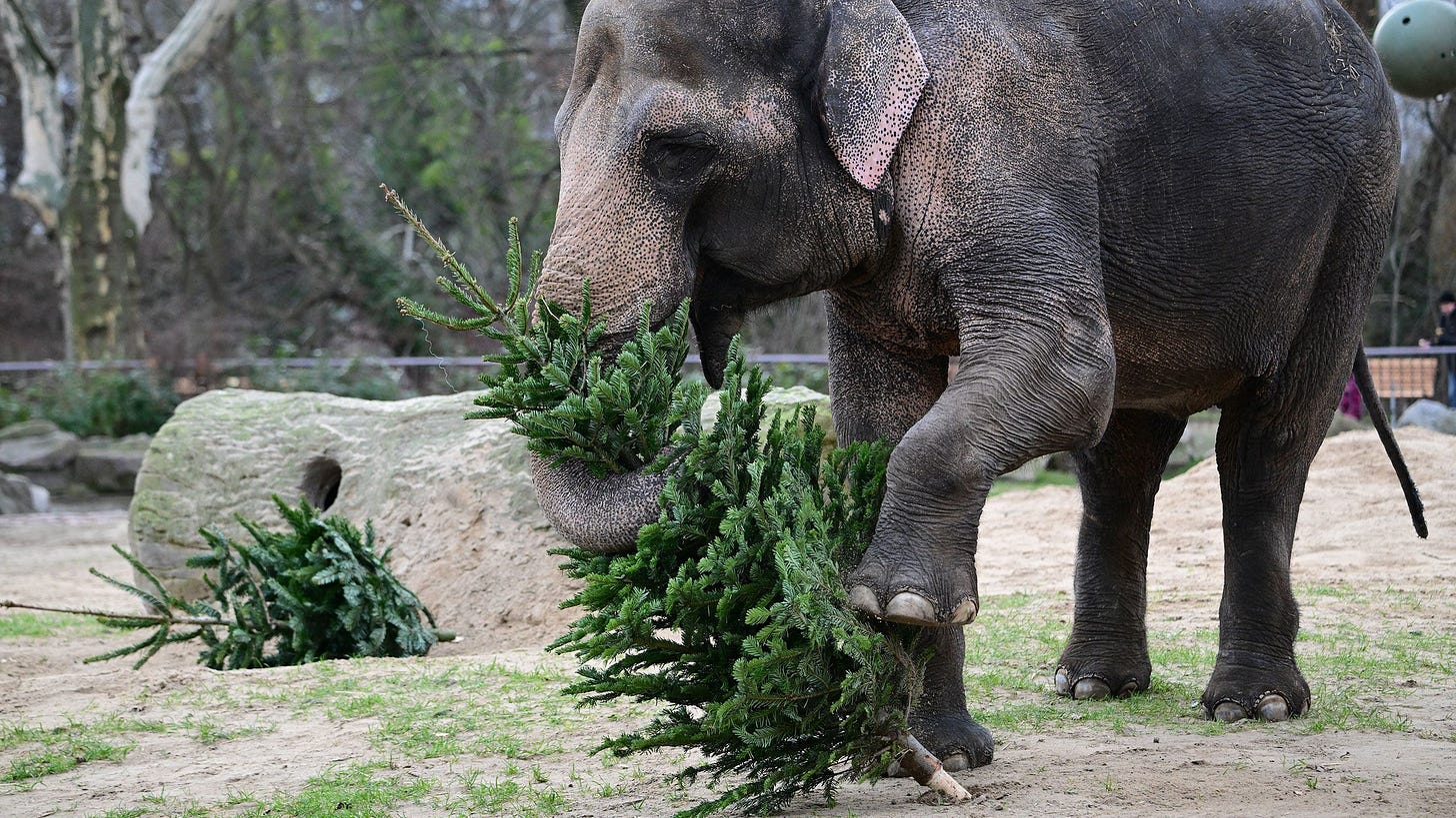 An elephant plays with a Christmas tree in its enclosure in a Berlin zoo.