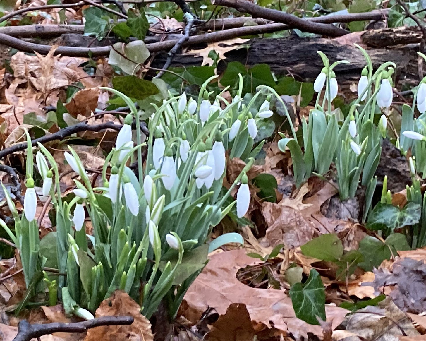 snowdrops blooming amid sticks and dead leaves