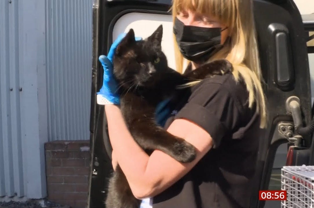 A Scottish SPCA worker wearing a face mask and disposable blue gloves gently carries a large black cat with one eye. His paws are large and fluffy.
