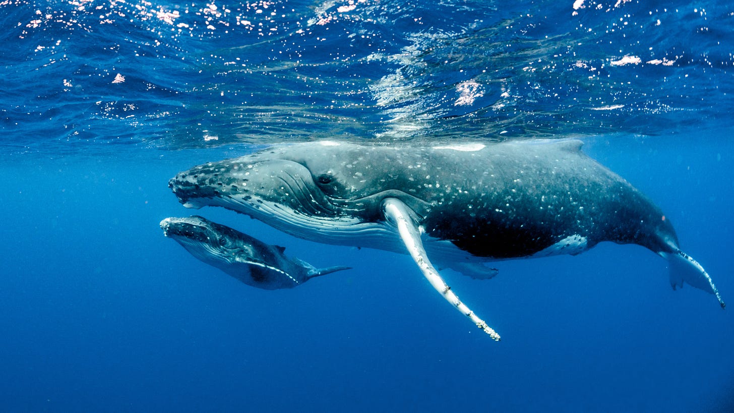 Brasil comemora recuperação da população de baleias jubarte