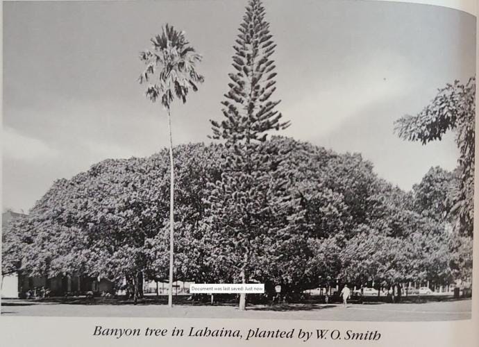 ID: Book print showing the tree at scale with two tall palms in front