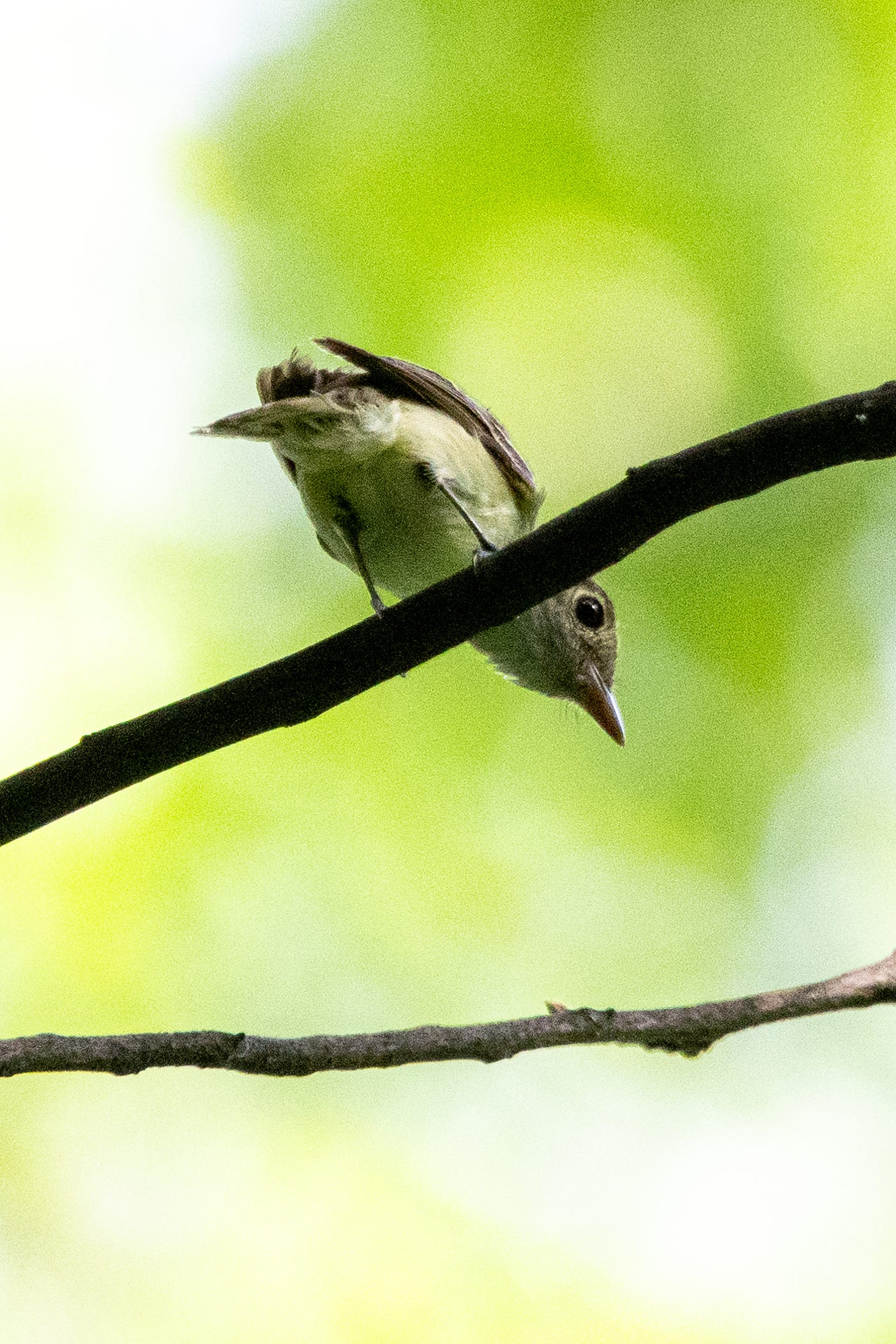 A small, big-eyed Acadian flycatcher, facing away from the viewer, is leaning so far forward on a branch that its head is beneath the branch and one eye looks back at the viewer