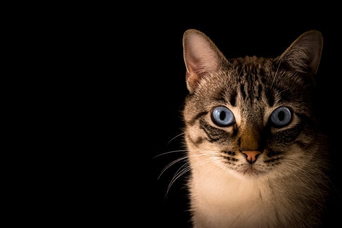 Blue-eyed cat in front of black background