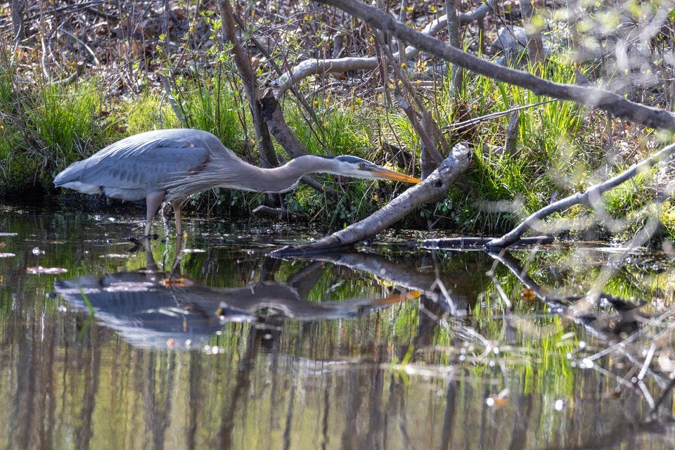 Great blue herons have made an impressive comeback in the past few decades.