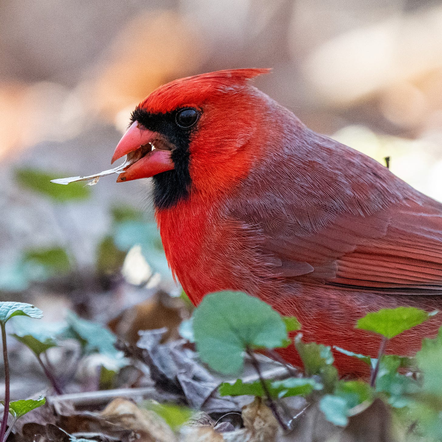 Close-up of a bright red male northern cardinal, extracting the seed from a samara