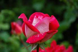 June Birth Flowers: Rose and Honeysuckle | The Old Farmer's Almanac