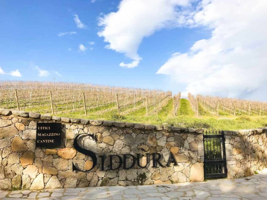 vineyards near the entrance of Siddùra winery