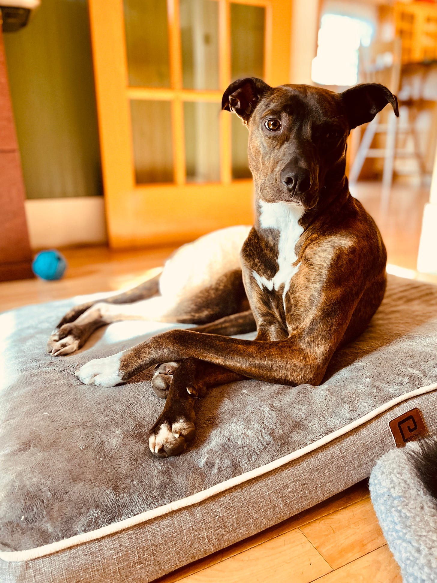 Dog on dog bed with her paws crossed looking concerned