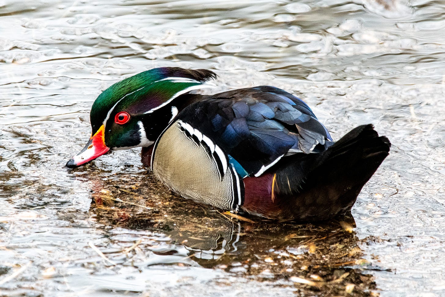 A wood duck, in bright plumage, dabbling