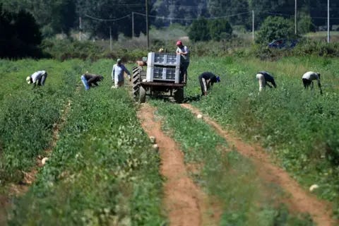 Getty Images Migrants labourers working in a field