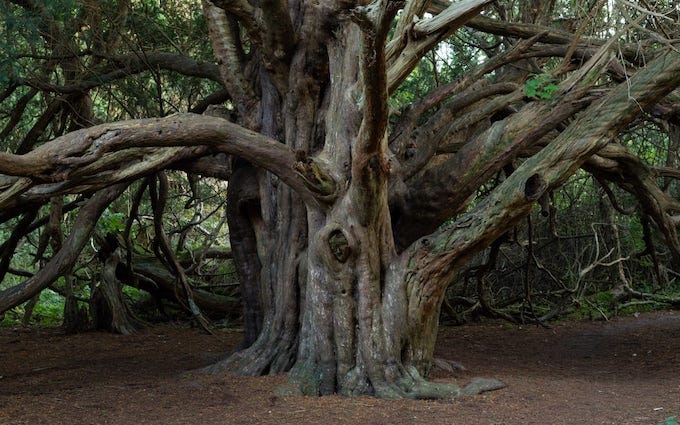 The Kingley Vale Great Yew is at least hundreds of years old  